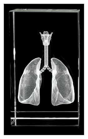 Lungs, Trachea and Larynx 3D Laser 1lb Crystal, Anatomy, Resperation