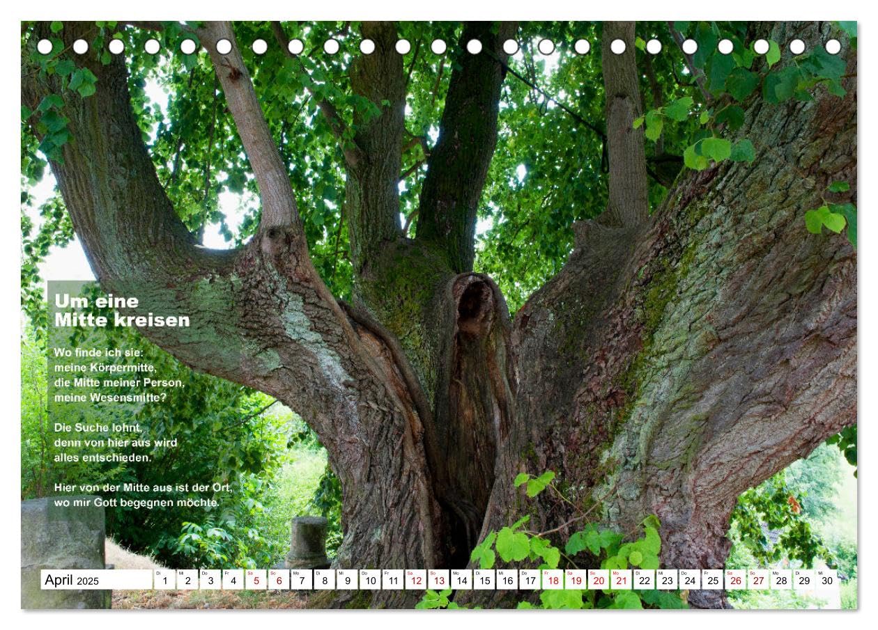 Stehen wie ein Baum (Tischkalender 2025 DIN A5 quer), CALVENDO Monatskalender: Bäume ermutigen zum aufrechten Stehen, zum Durchstehen von Situationen. (CALVENDO Glaube)