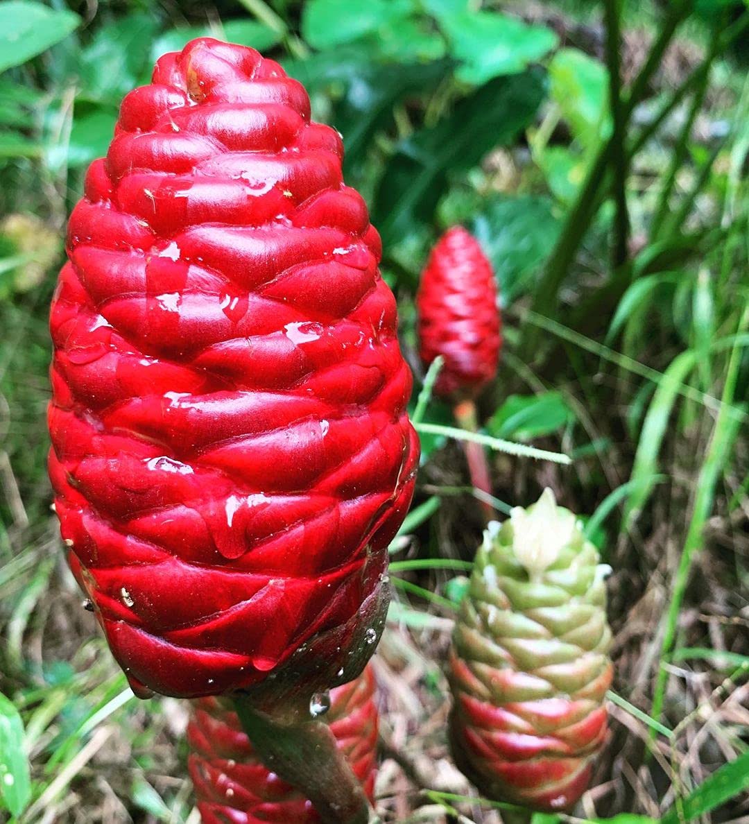 Buy NICHE GARAGE [ Three y Live Matured Rhizomes For Propagation