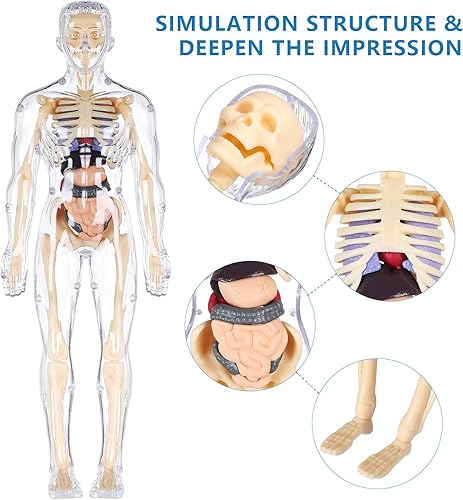 Miniatura 4 de Modelo de cuerpo humano para niños, cuerpo totalmente transparente, 29 piezas de figura de anatomía 3D, órganos extraíbles, juguete STEM de huesos