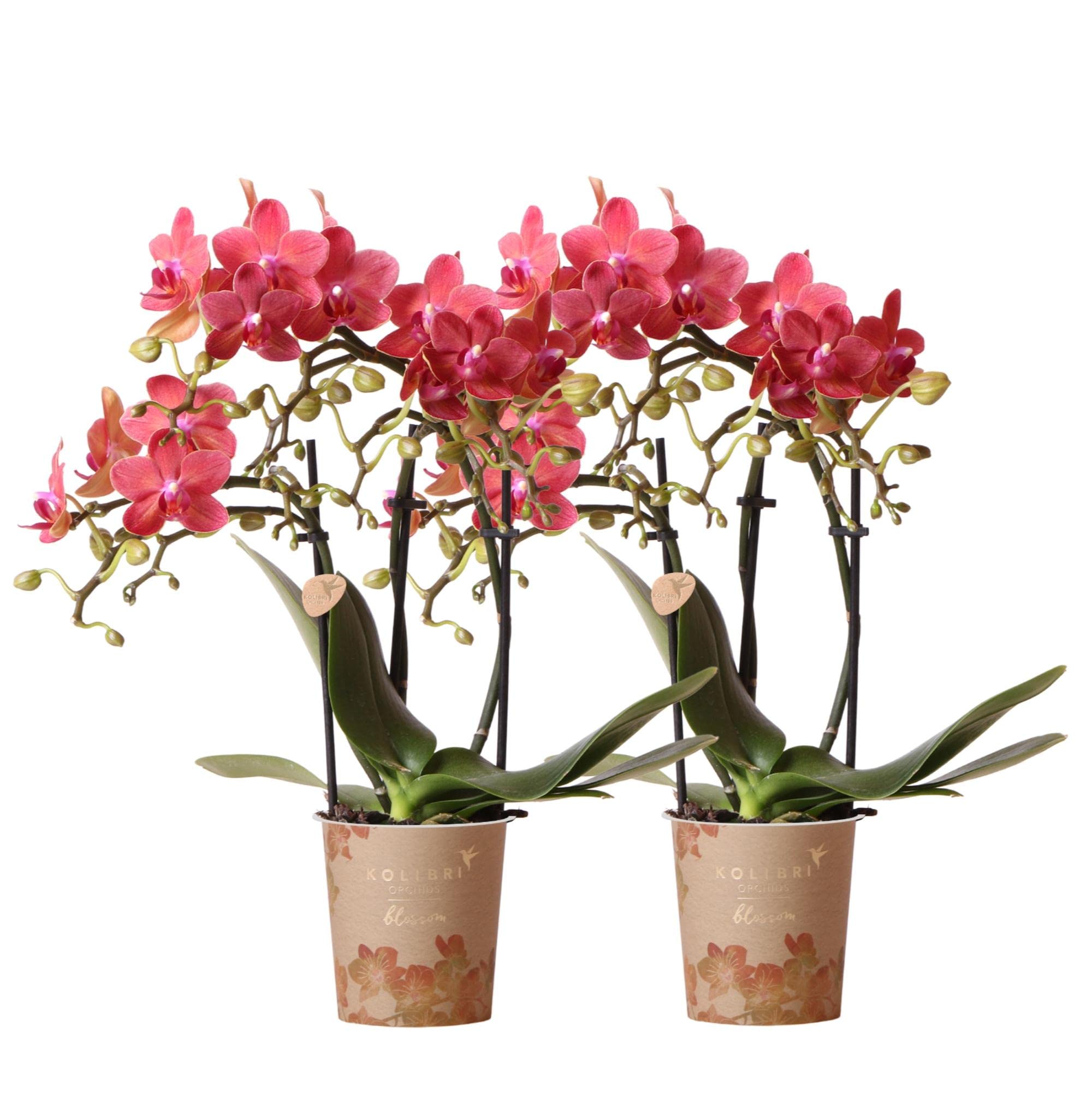 Kolibri Combi Deal Lot de 2 orchidées Phalaenopsis rouges – Congo – Taille du pot Ø 9 cm – Plante d'intérieur – Fraîcheur du cultivateur