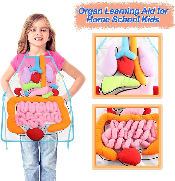 KAKIBLIN 3D Organ Apron,(Upgrade Version) Anatomy Apron Human Body Organs Awareness Educational Toy for Home Preschool Teaching Aid, Transparent