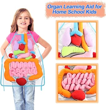 KAKIBLIN 3D Organ Apron,(Upgrade Version) Anatomy Apron Human Body Organs Awareness Educational Toy for Home Preschool Teaching Aid, Transparent