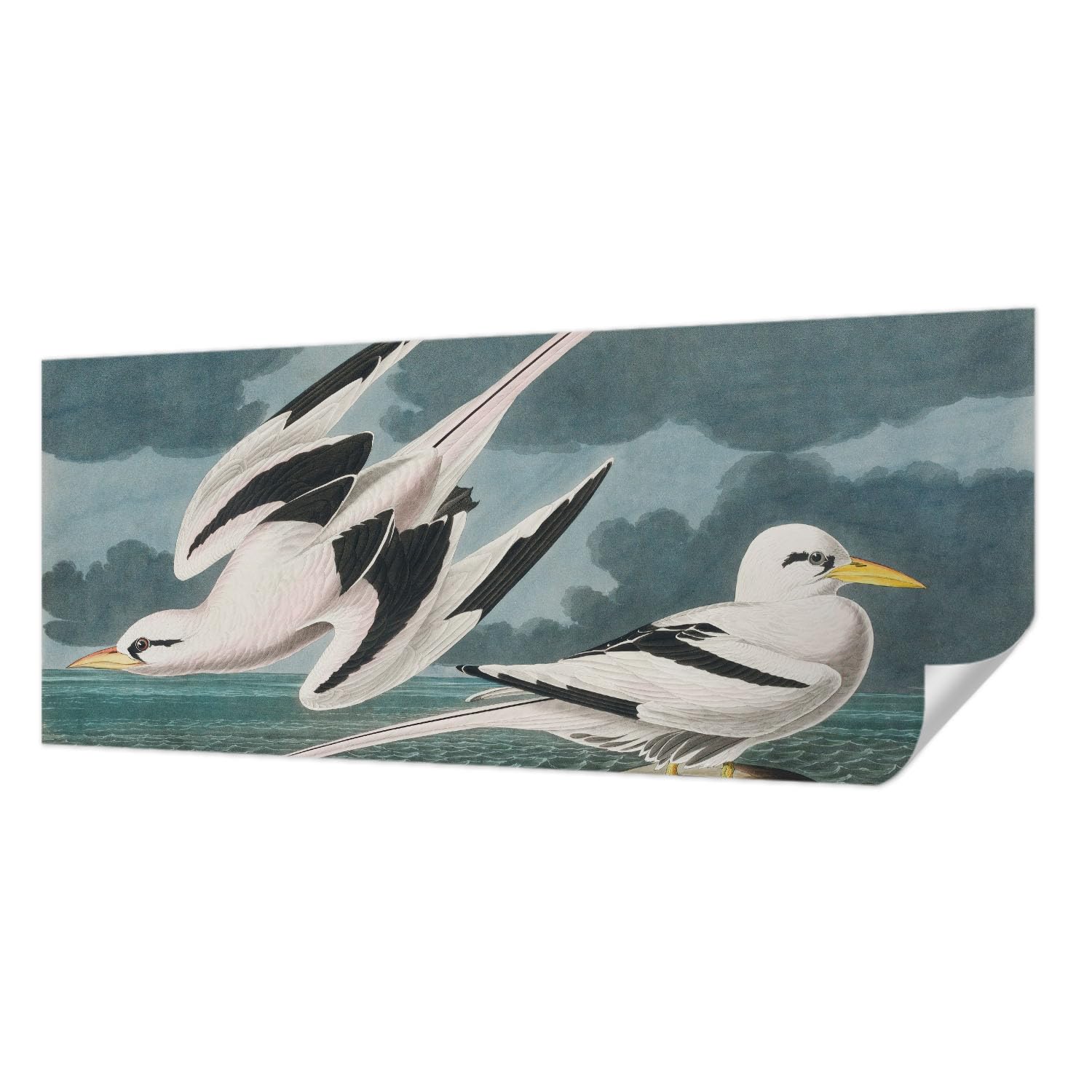 Papier peint autocollant salon chambre décoration murale panoramique oiseaux de mer 250x104