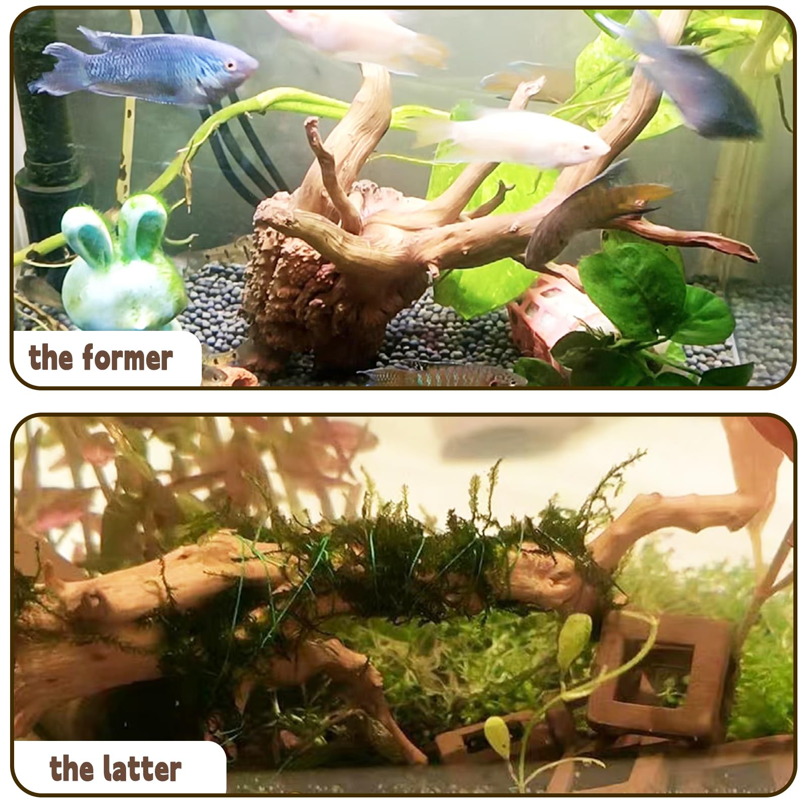 3 pz acquario habitat Driftwood branches Tropical Fish Tank Decor varia misura piccola, （ Fish Tank & Spider & Reptile ）