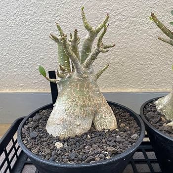 a72 アデニウム ドワーフ ムカデ足 塊根植物 コーデックス アラビカム a72 アデニウム ドワーフ ムカデ足 塊根植物 コーデックス アラビカム