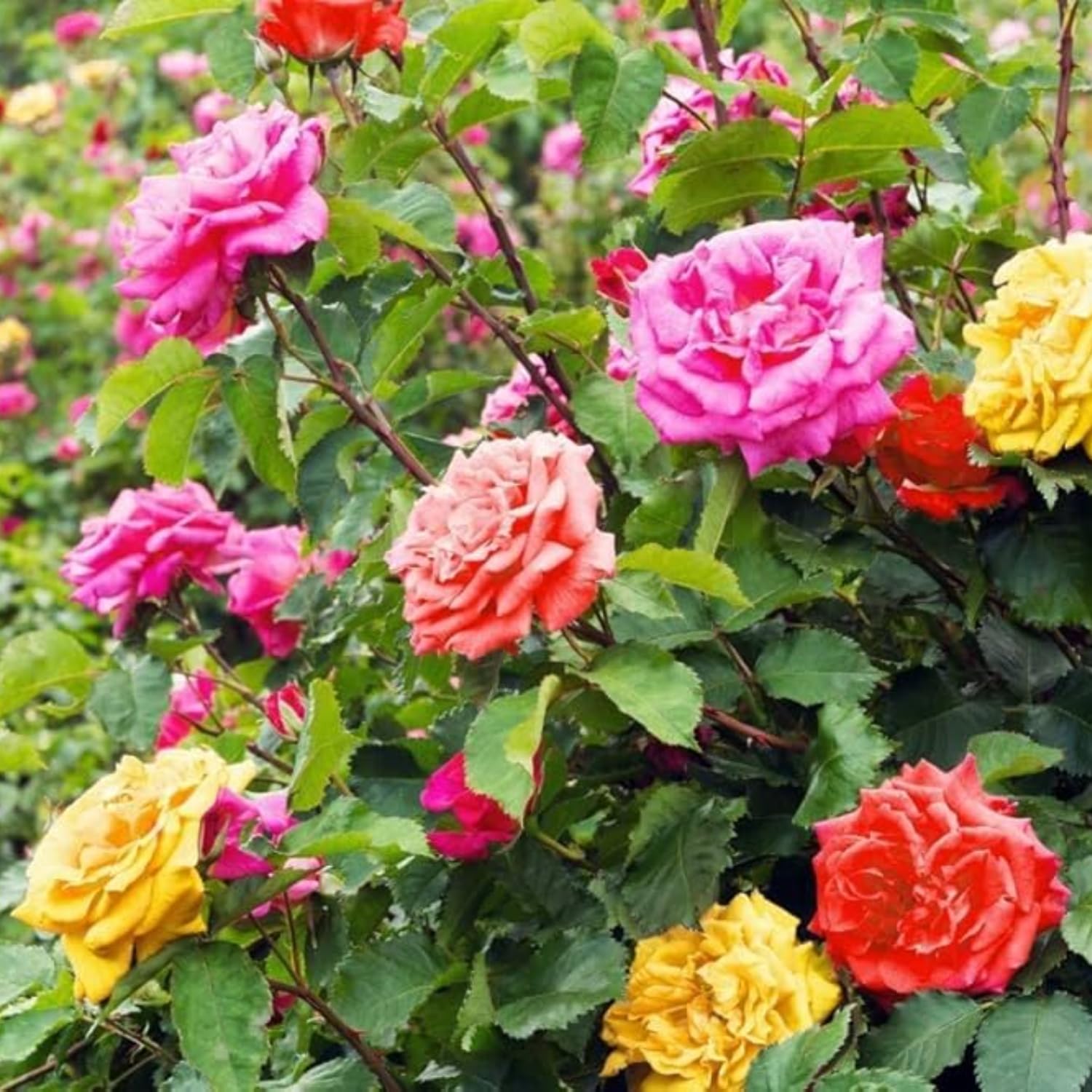 2 Rose Plants Live, Rose Bush Live Plants, Fragrant Rose Flowers, Well Rooted 5-10 Inch Tall, No Pot (Mixed Random Rose)