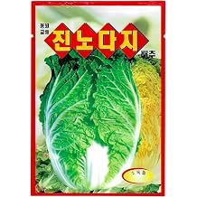 Korean Nappa Cabbage Seeds 1 Pack | Yellow Inner Leaves | Kimchi Cabbage Seeds