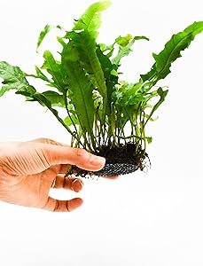 Amazon.com: Java Fern Live Aquarium Plants – Windelov, Narrow Leaf ...