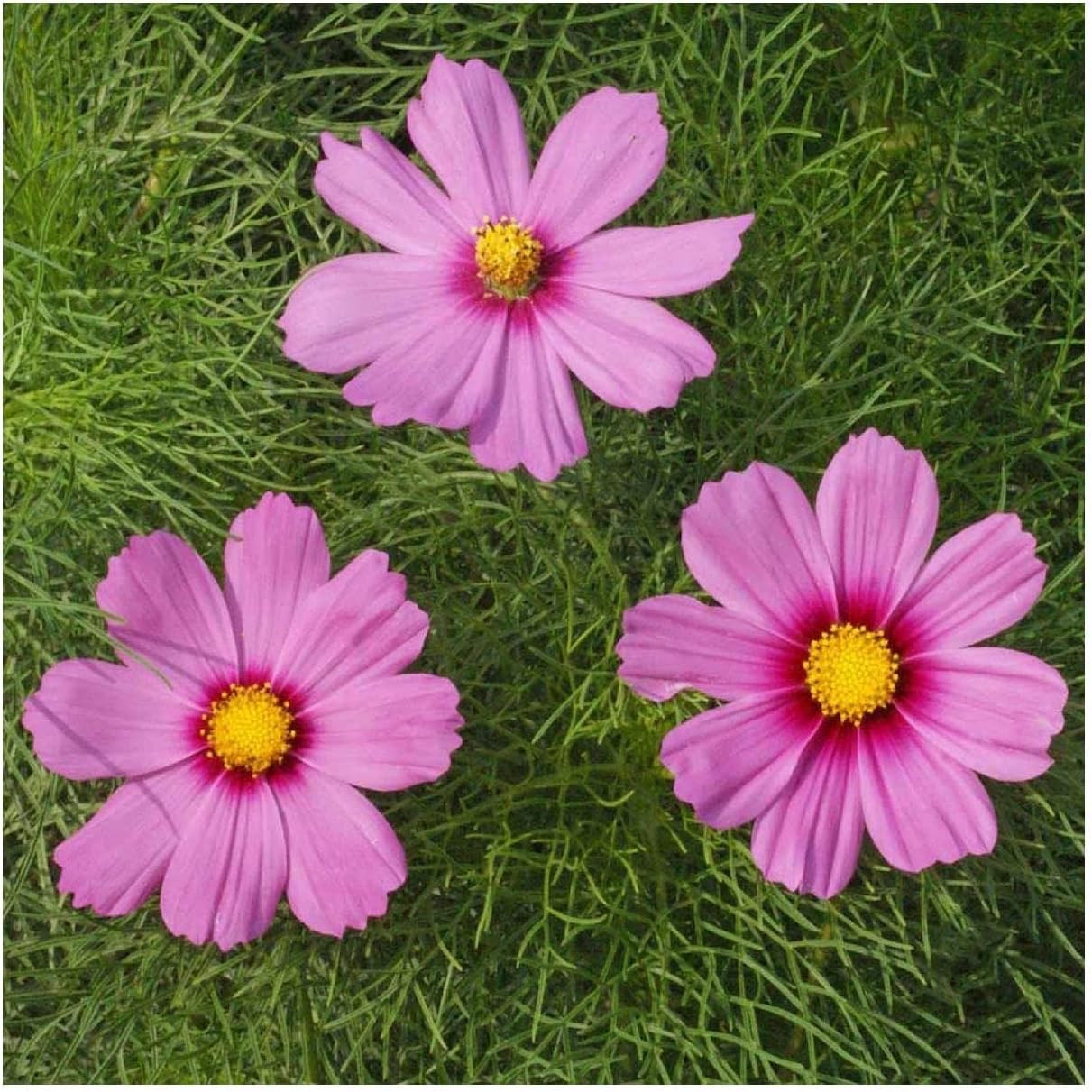 Everwilde Farms - 1 Lb Gloria Cosmos Wildflower Seeds - Gold Vault