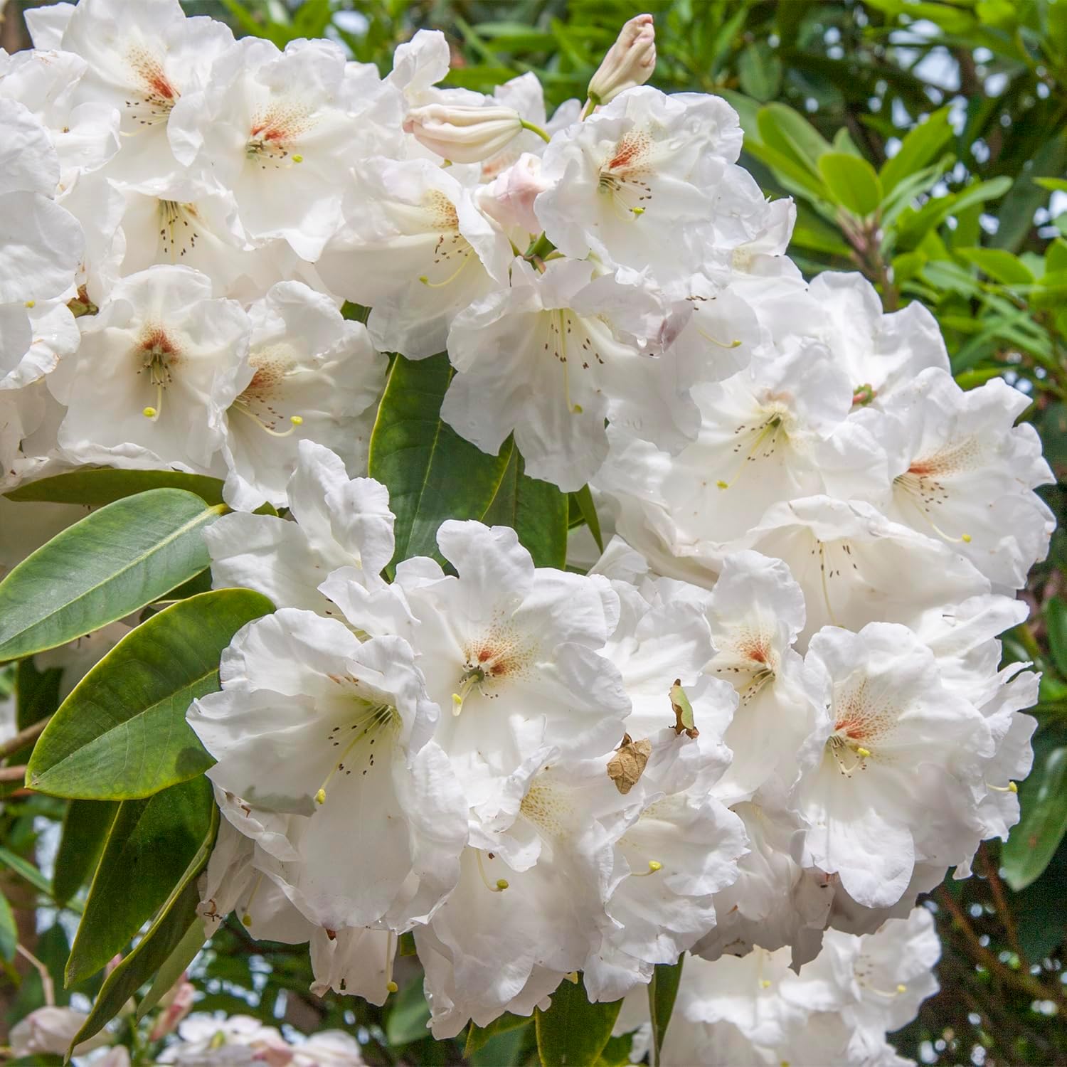 GARDENS ALIVE! - Chinoides White Flowering Rhododendron Broadleaf Evergreen Starter Shrub, One Plant per Offer