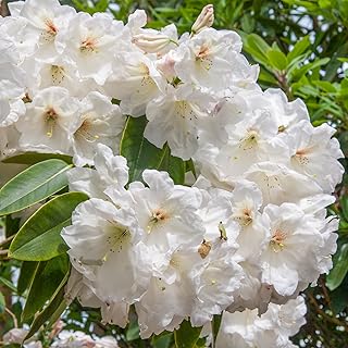 GARDENS ALIVE! - Chinoides White Flowering Rhododendron Broadleaf Evergr...