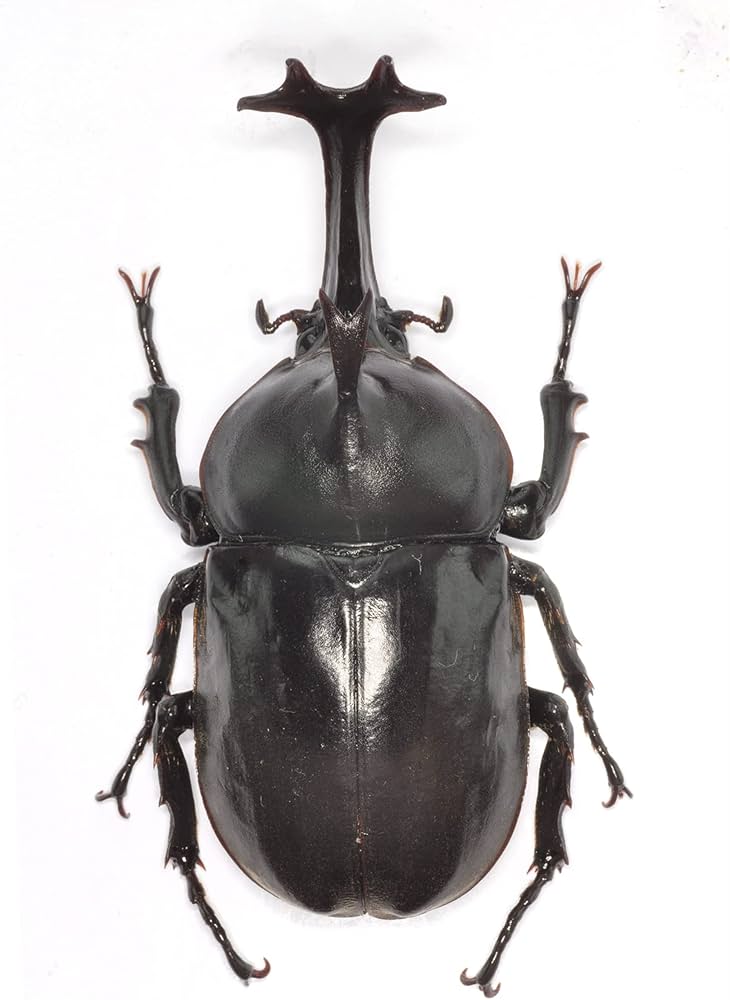 Amazon.co.jp: BACALYSO | 涅槃 1/1 サイズ カブトムシ フィギュア