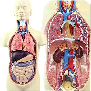 Study Model Educational Model 43Cm Human Torso Model Human Body Anatomy Anatomical Models Educational for Teaching Resources Detachable 12Parts,Medical Models (Color : Advanced Painted) SaiFei