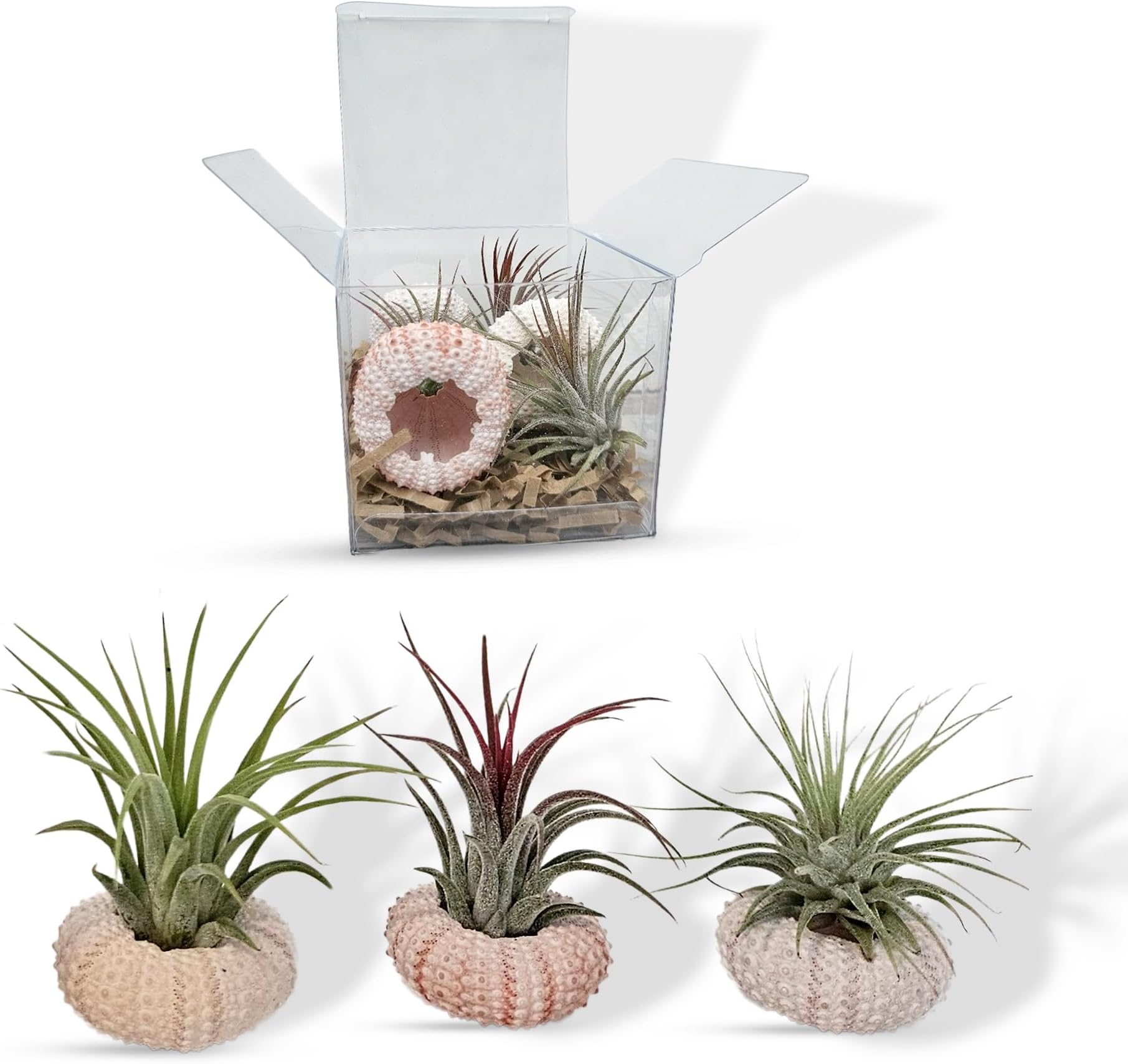 Exciting Where To Buy Air Plants Gallery