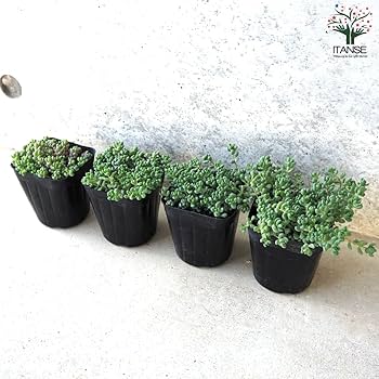 多肉植物　セダム　トリカラー&パープルヘイズ＆プロリフィカ×姫秀麗　3種類 多肉植物 セダム トリカラー&パープルヘイズ＆プロリフィカ×姫