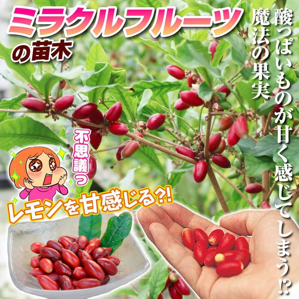 Amazon.co.jp: 果樹苗 ミラクルフルーツ 1株 / 国華園 25年春商品 Amazon.co.jp: 果樹苗 ミラクルフルーツ 1株 / 国華園 25年春商品