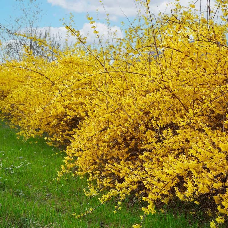 Lynwood Gold Forsythia Bush 6 to 13 Inch Tall, in Pot, Fragrant Forsythia Tree, Yellow Forsythia Plant