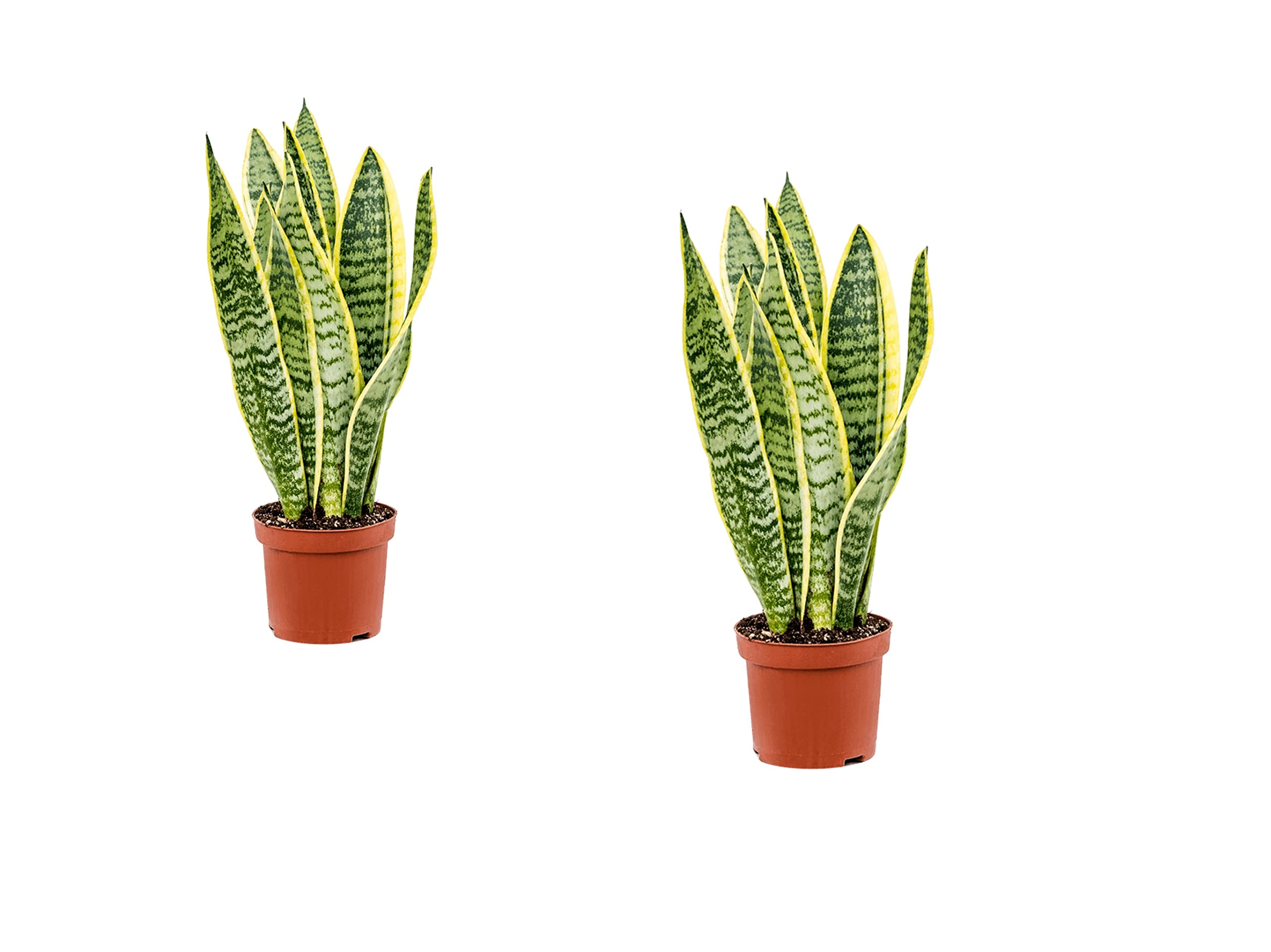 2 x Sansevieria Laurentii- Popular Snake Plant in 9cm Pot