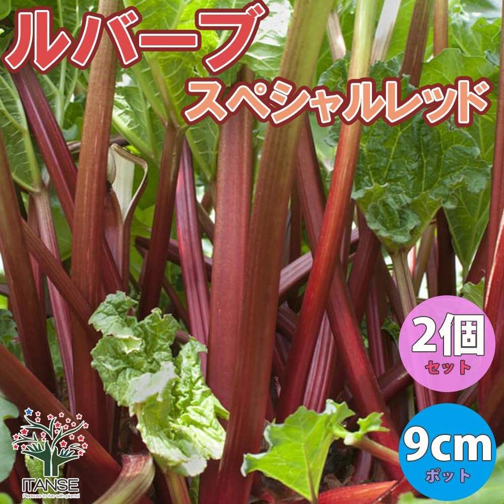 Amazon ルバーブ スペシャルレッド 9cmポット苗 2個セット 品種で選べるハーブ 西洋野菜苗 茎が赤い個体を選抜した品種です ルバーブは独特の酸味と食味で日本でも日本でも広く知られるようになってきました 葉柄 軸 の部分のみ利用し 加熱すると溶けるので
