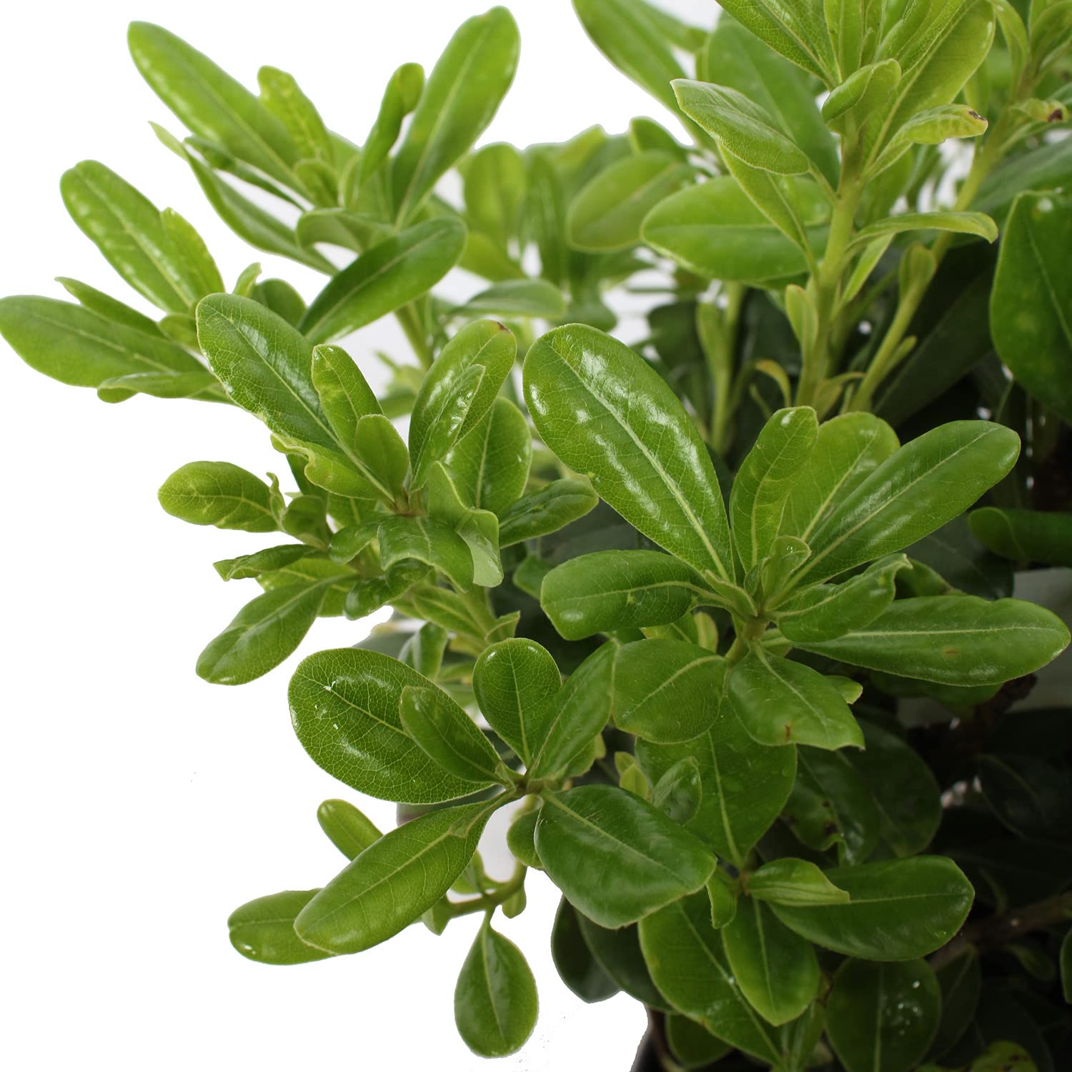 KENTIS - Pittosporum Tobira Nain - Plantes de Haie - Plantes Vraies d'Extérieur - Plante Résistante - H 30-40 cm Pot Ø 18 cm