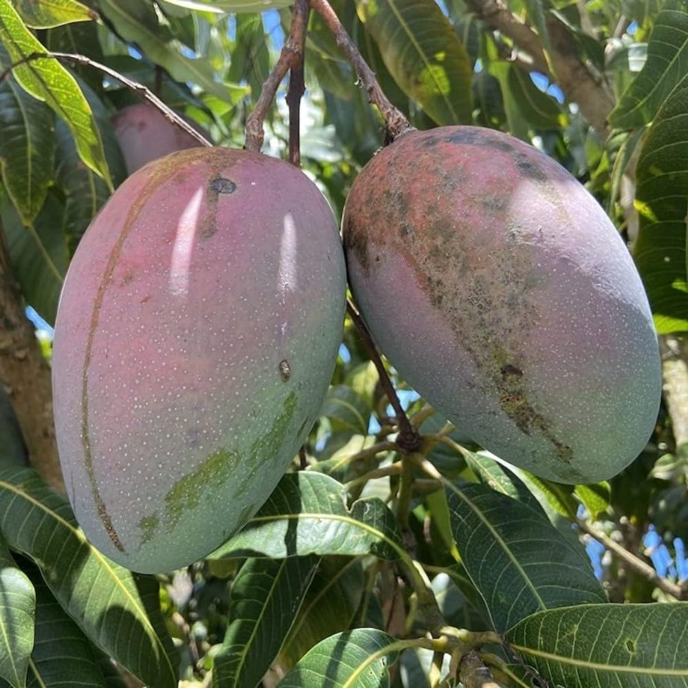 PIANTA DA FRUTTO TROPICALE Compatible with MANGO KEITT in vaso 20 età 2 anni (foto reali)
