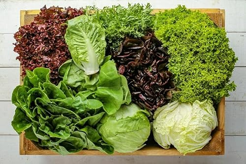 Miniatura 5 de Mezcla de lechuga de interior - 20 días para ensalada - Vegetales tradicionales - Sin OMG