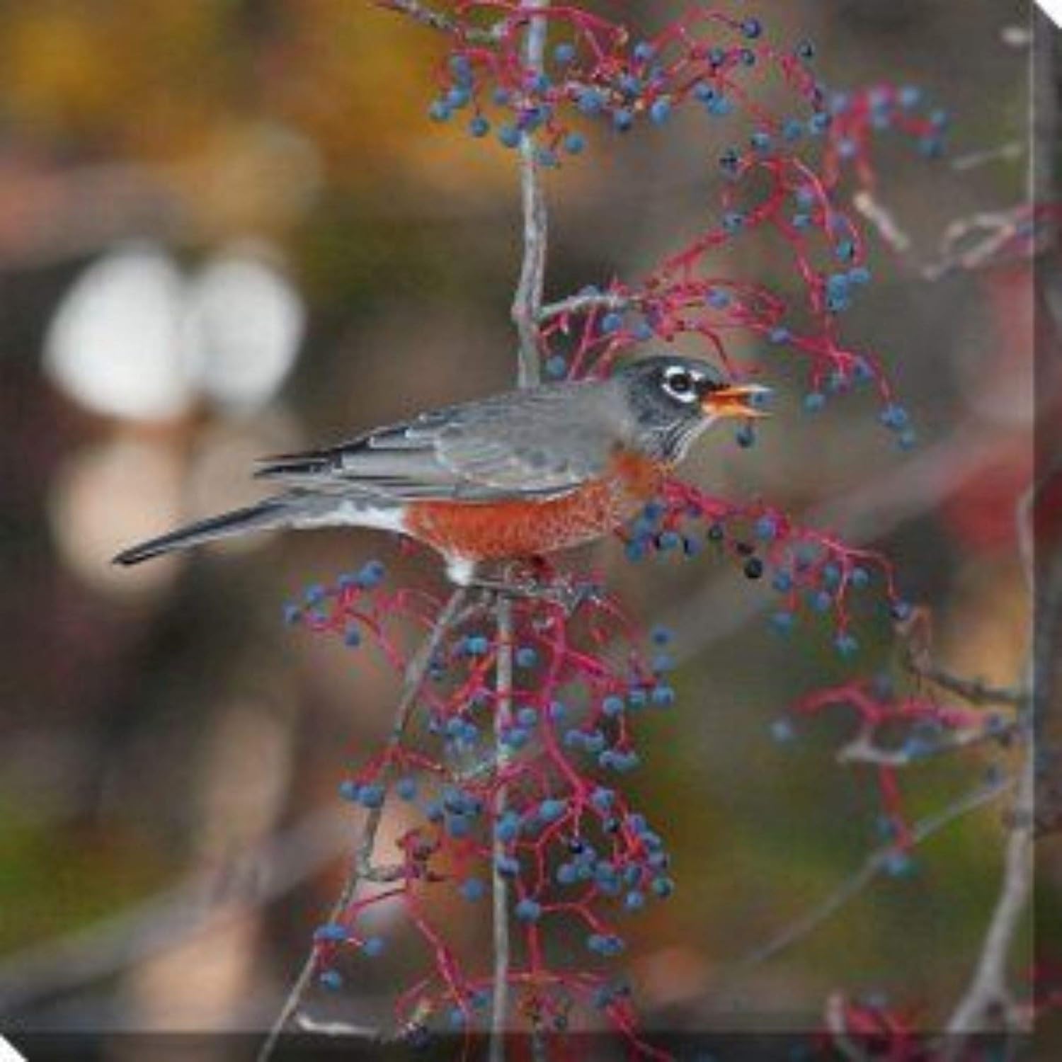 Gray and Red Robin in Autumn Outdoor Canvas Square Wall Art Decor 24" x 24"