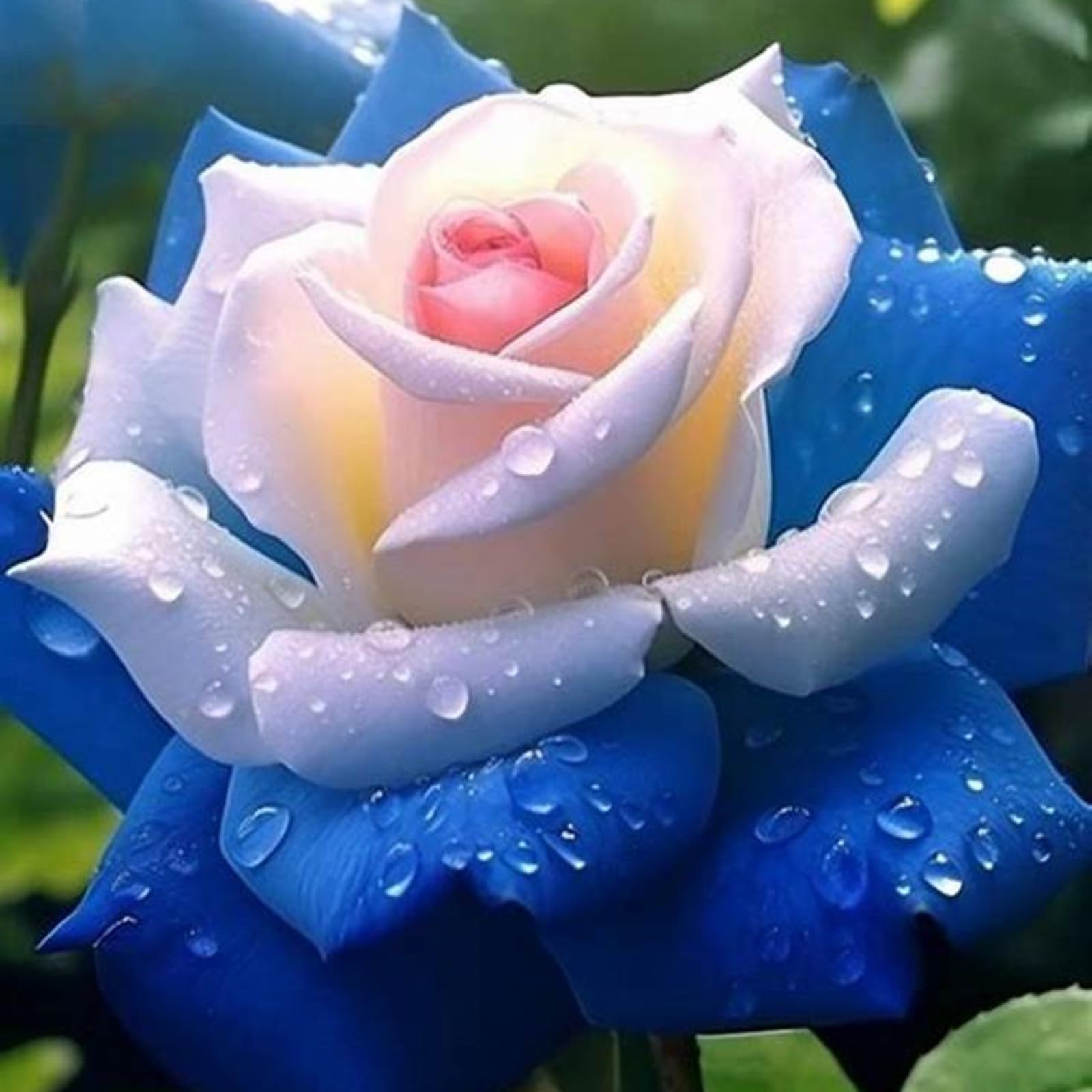 Gorgeous Rose Bulbs Mix UK,Good for Containers,Flowering Rhizome,Iridescent,Excellent Display,Perennial,Balcony Garden Bulbs,Hardy,Rose Rhizome-1bulb-H โ image 1