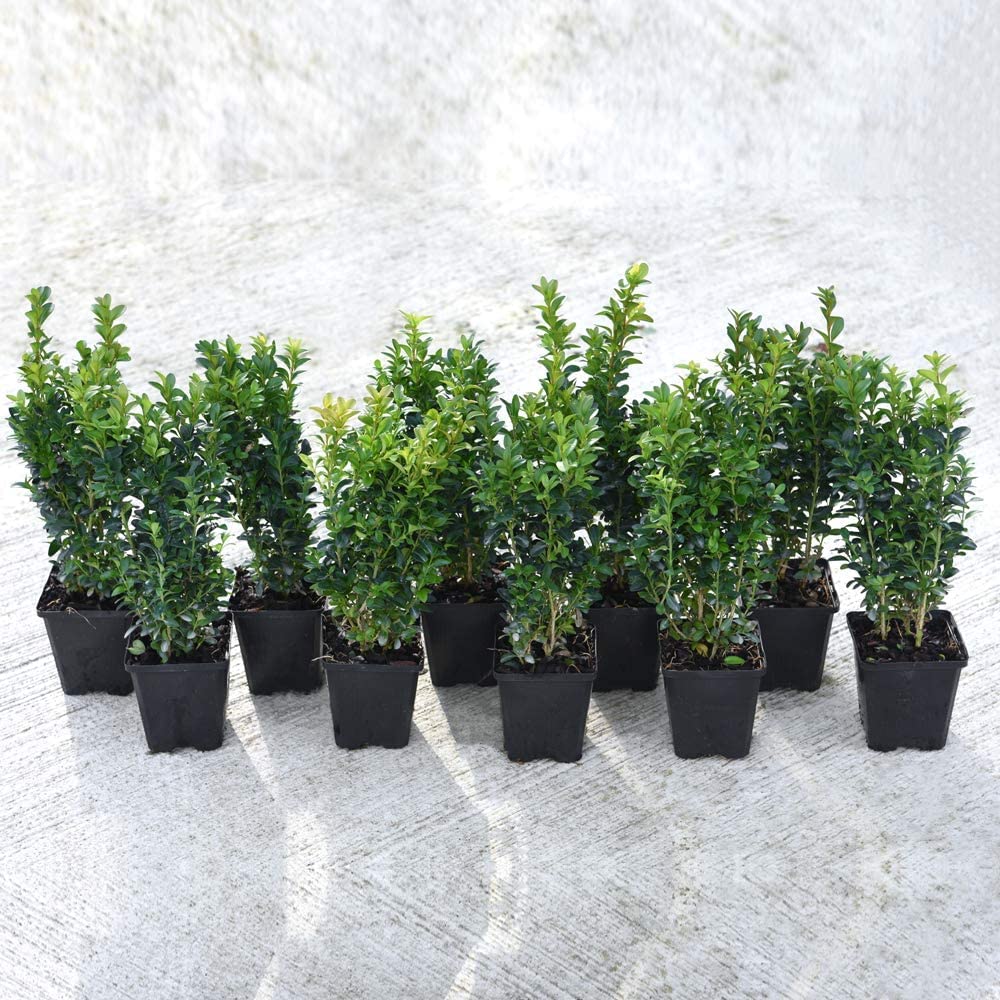 Box Plants in Pots Buxus Sempervirens Box Shrub, 20 x Hardy Evergreen Potted Hedge Plants, Hedging, Shrub, Topiary, Outdoors & Patio Containers, 20 x Buxus Plants in 9cm Pots by Thompson & Morgan