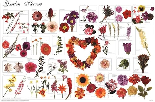 Póster educativo de flores de jardín, 36 x 24 pulgadas