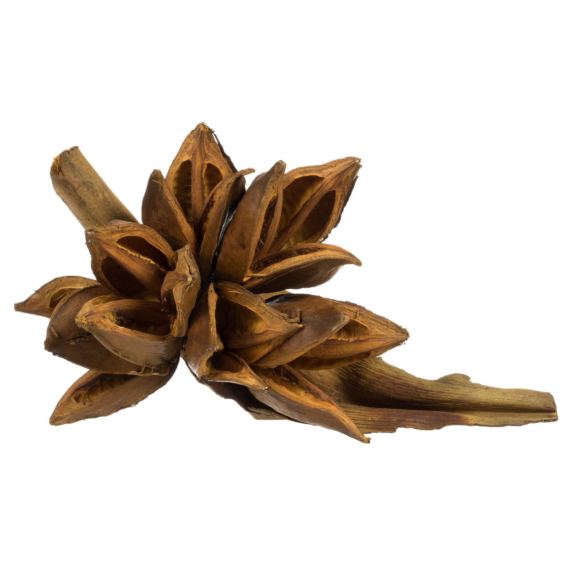 Vickerman 6" Aspen Gold Star Pod, Dried Flowers Arrangement - Rich Texture - Dry Flowers Decorative Piece - 1 per Pack - Versatile Dried Flower Display - Height 6-11" - Length 7-9"