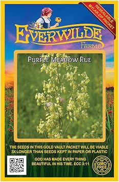 300 Purple Meadow Rue Native Wildflower Seeds - Gold Vault Seed Packet