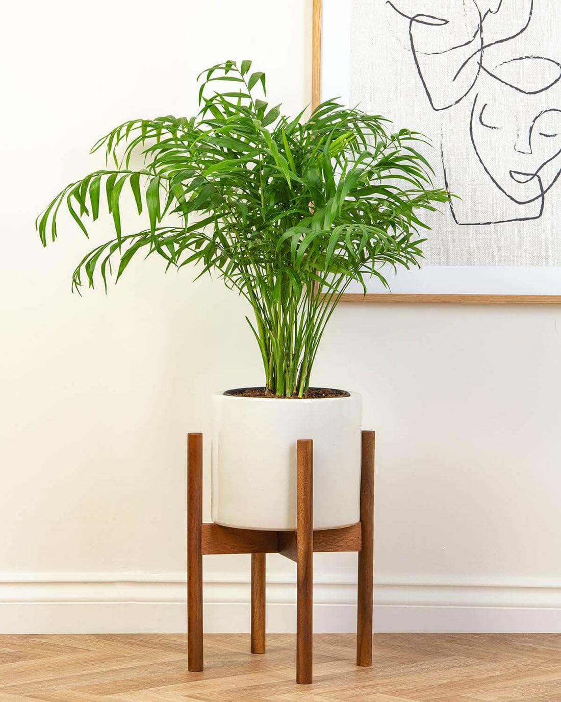 Prickle Plants Parlour Palm - Tropical Indoor Palm with Graceful Green Fronds, Easy Care Plant for Stylish Home or Workspace (70-80cm incl. 21cm Pot)