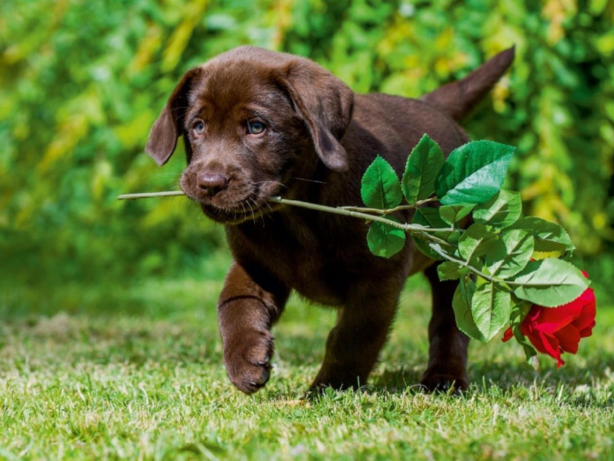 CALVENDO Puzzle Labrador Retriever - Little Rose Cavalier 1000 Pieces 64 x 48 cm from Sista-Tierfoto