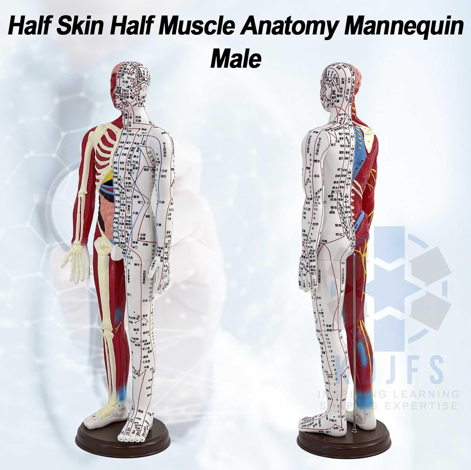 1/3 Life Size Human Acupuncture Model with English Version of Acupoint Instructions for Acupuncture Massage and TCM Education for Students & Professionals(Male)