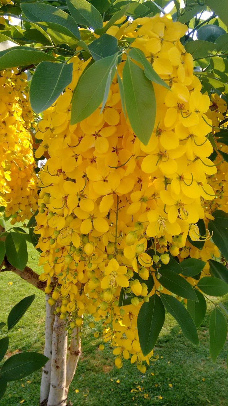 Greenery Nursery Shower/Amaltas/Indian Laburnum ?/Sonali Live Plants & Tree(1.5-2 Ft Size) Healthy plant in Nursery Grow Bag Pack Of 1 (B0CL28F23D) Amazon Price History, Amazon Price Tracker