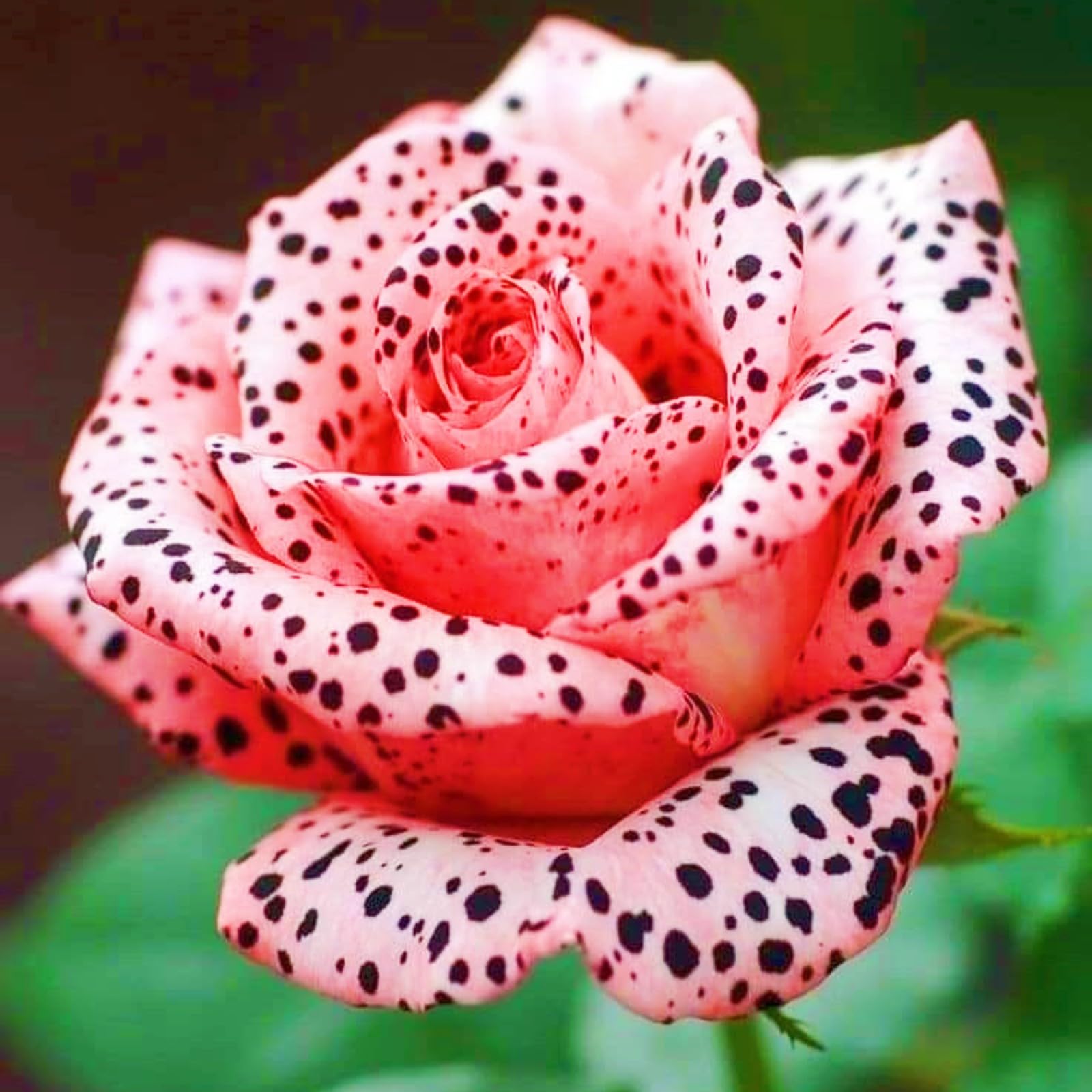 Bloom Year After Year Rose Plant Rose Bulbs Rich in Color Hardy Perennial/Plant Bulbs/Wedding Flowers-2bulbs-e