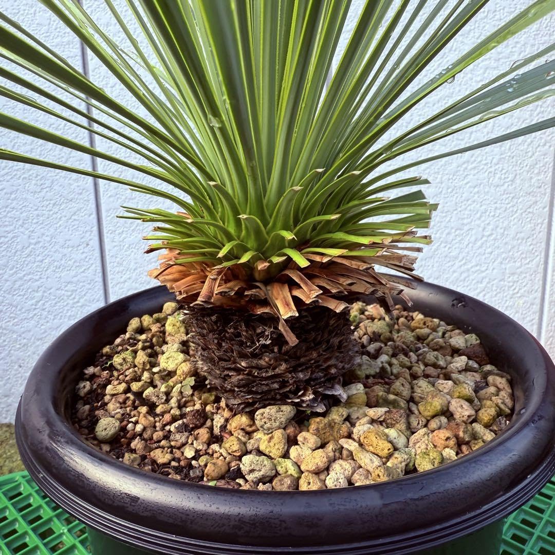 ユッカ　ロストラータ　幹立　７号　観葉植物　ドライガーデン Amazon｜幹立 ロストラータ ユッカ 7号 観葉植物｜観葉植物