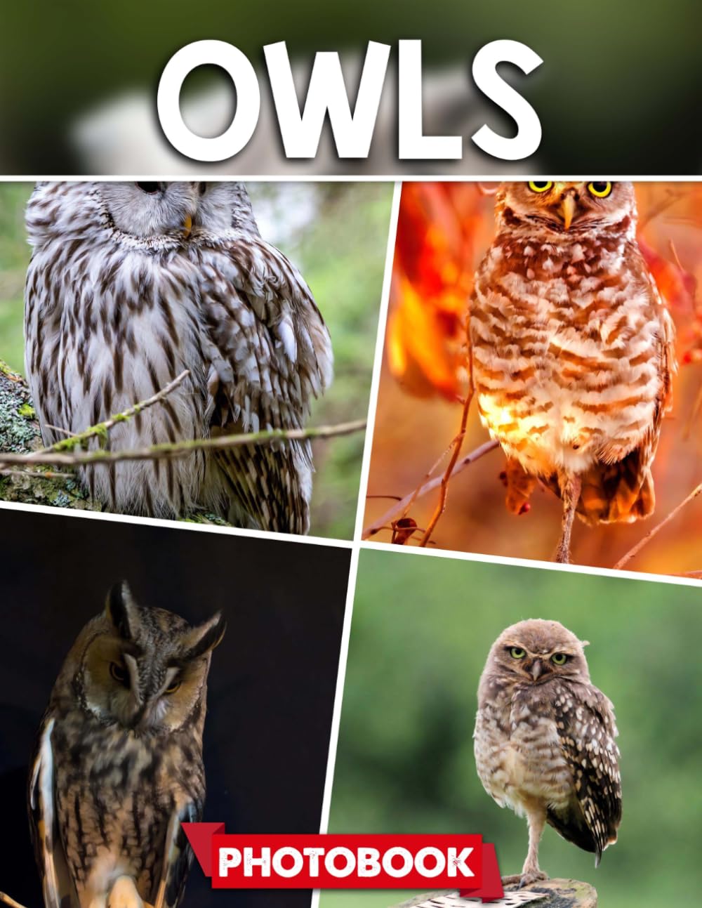 Owls Photo Book: Captivating Owl Images For Nature Enthusiasts – Beautiful Birds In Various Habitats And Expressive Poses