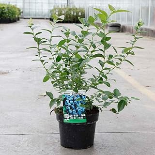 Blueberry Fruit Hardy Shrub Bush Flowering Outdoor Garden Plants Grow Your Own Late Season Blueberry Bushes 'Darrow' 1 x 3 Litre Pot by Thompson and Morgan (1)