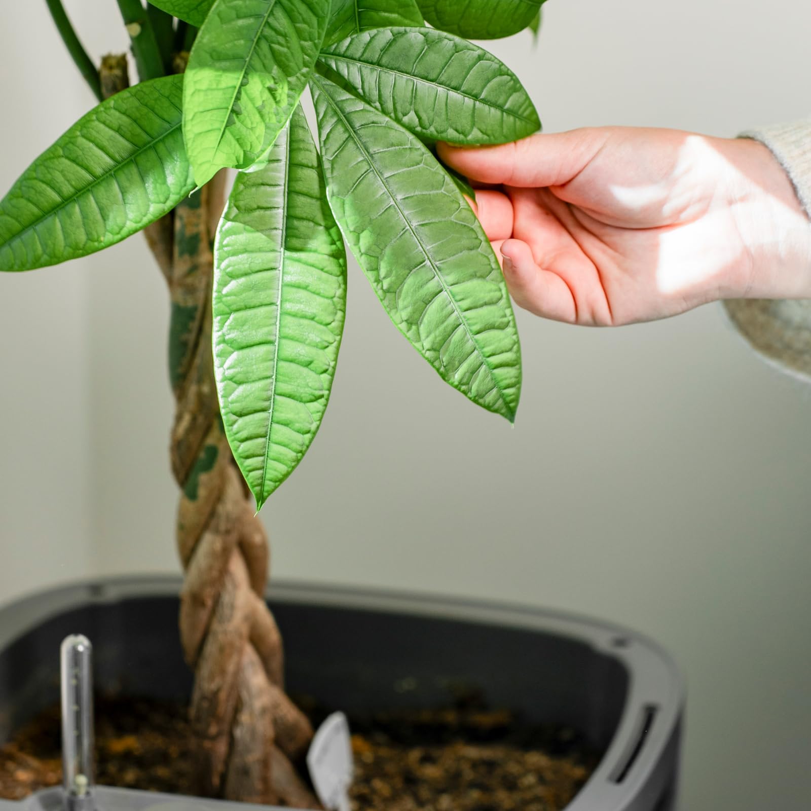 Vego garden Planters for Outdoor & Indoor Plants, Large Plant Pots with Self Watering, 15" Tall Large Plant Pots with Trellis for Flowers Plants Decor, Cream White: Cream White No Trellis