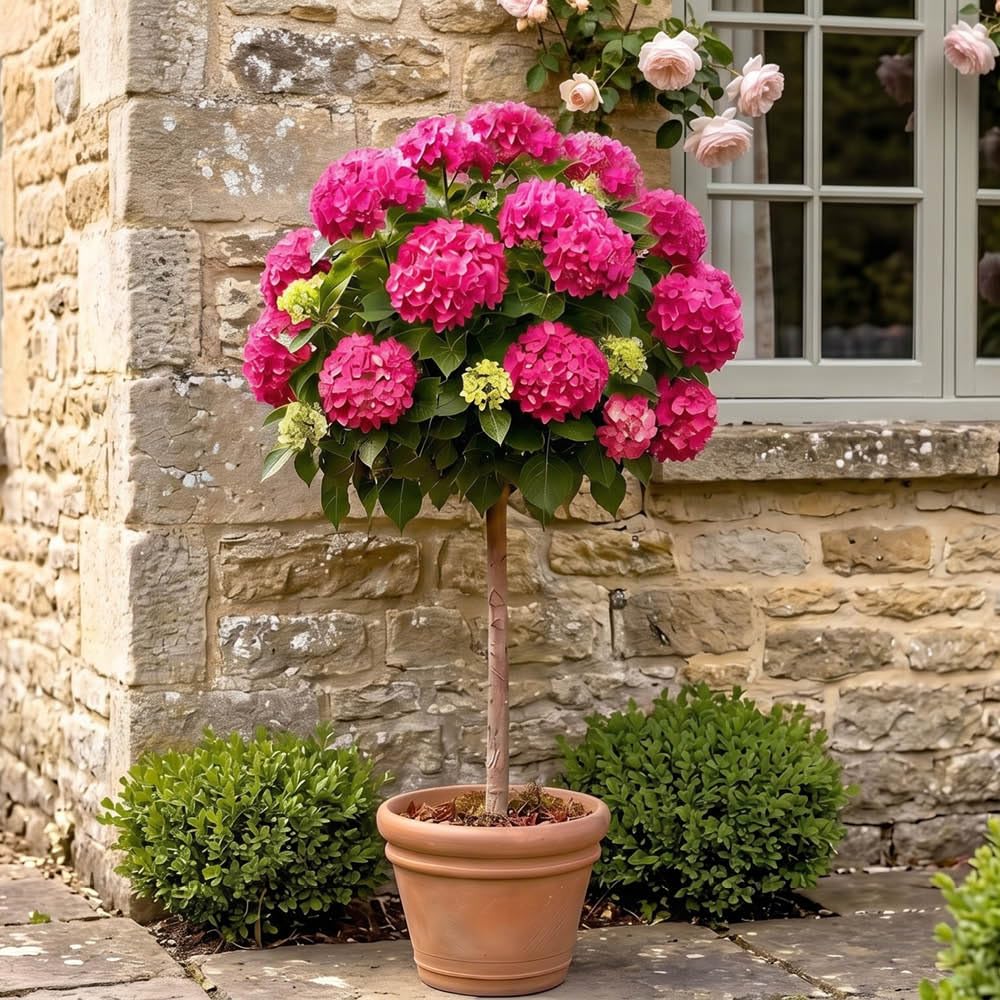 YouGarden Hydrangea 'Pink Mophead' Standard, Established Standard in 18cm Pot, Approximately 80-100cm Tall, Ready to Plant, Grow in Garden Borders or Patio Pots