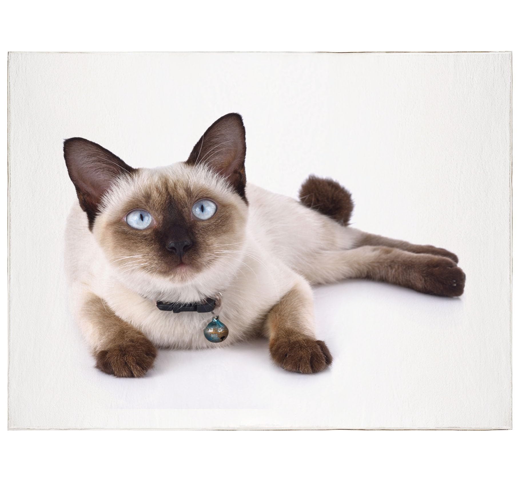 Weiß Waschbarer Teppich Siamkatze als Haustier Teppich Wohnzimmer 120x170 Teppich Kurzflor Modern Teppich Schlafzimmer Teppich Groß Weiche rutschfest Waschbarer Teppich