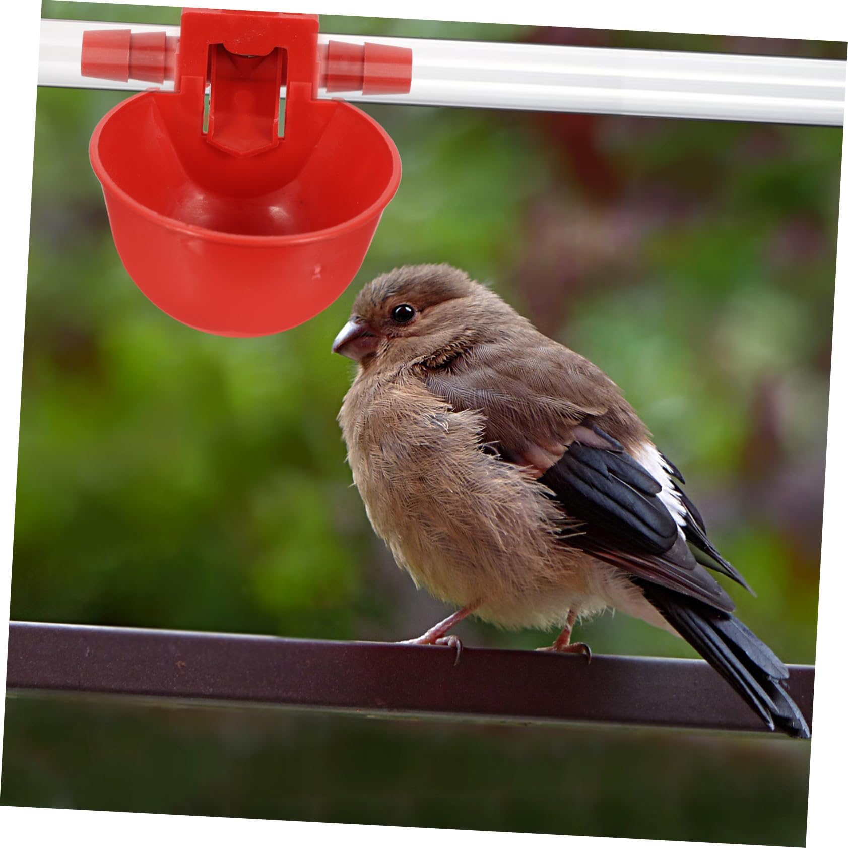 30 pezzi Abbeveratoio Regolabile Automatico per Uccelli e Piccioni Ciotola di Abs Resistente per Acqua Adatta per Volatili e Quaglie Utilizzo Sicuro e Pratico per Colore Casuale