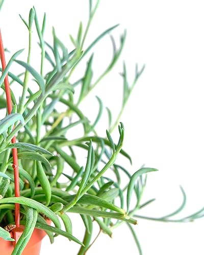 Miniatura 2 de Shop Succulents Cadena de anzuelos colgantes de Senecio Radicans Glauca, planta suculenta viva de 6 pulgadas con colgador, planta de interior de