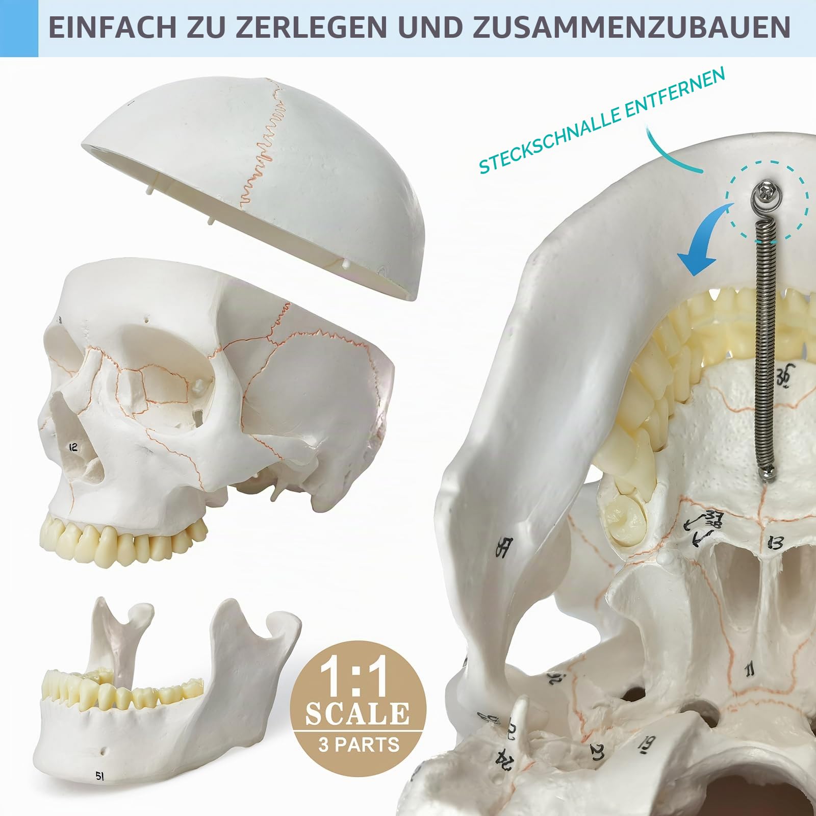 Menschliches Schädelmodell, mit Knochennähten, Zahlen geschrieben, menschliche anatomische Anatomie, Erwachsenenmodell mit abnehmbarer Schädelkappe und Gelenkkiefer, kompletter Satz Zähne