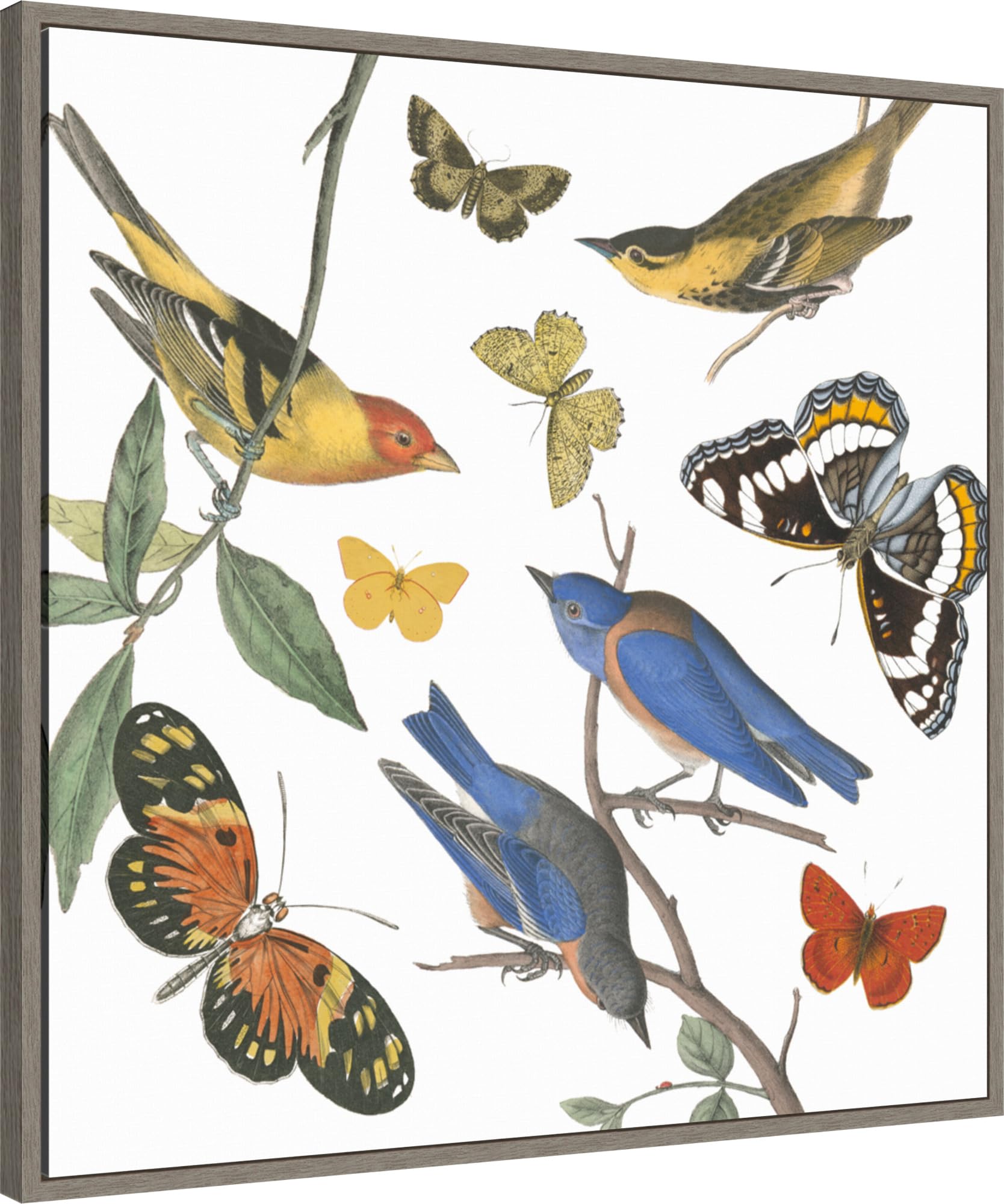 Amanti Art Framed Canvas Wall Art 30x30 Natures Flight I No Ferns by Wild Apple Portfolio, Framed Wall Art Canvas, Animals Artwork, Country Rustic Decor, Large Poster Painting for Living Room,