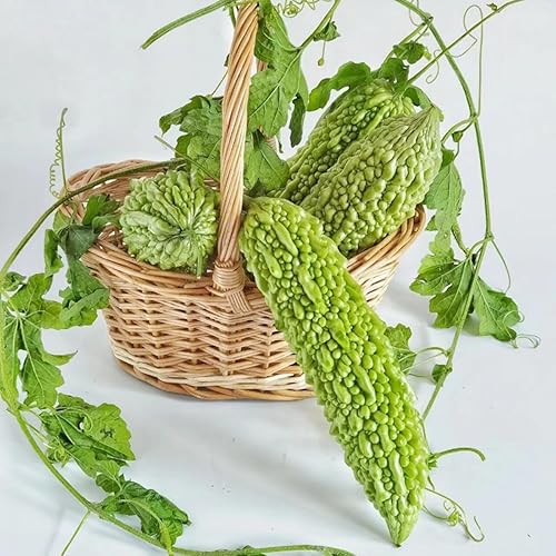 Miniatura 4 de Más de 50 semillas de melón amargo de 8 a 12 pulgadas de rápido crecimiento de calabaza amarga piel verde calabaza amarga bálsamo de calabaza