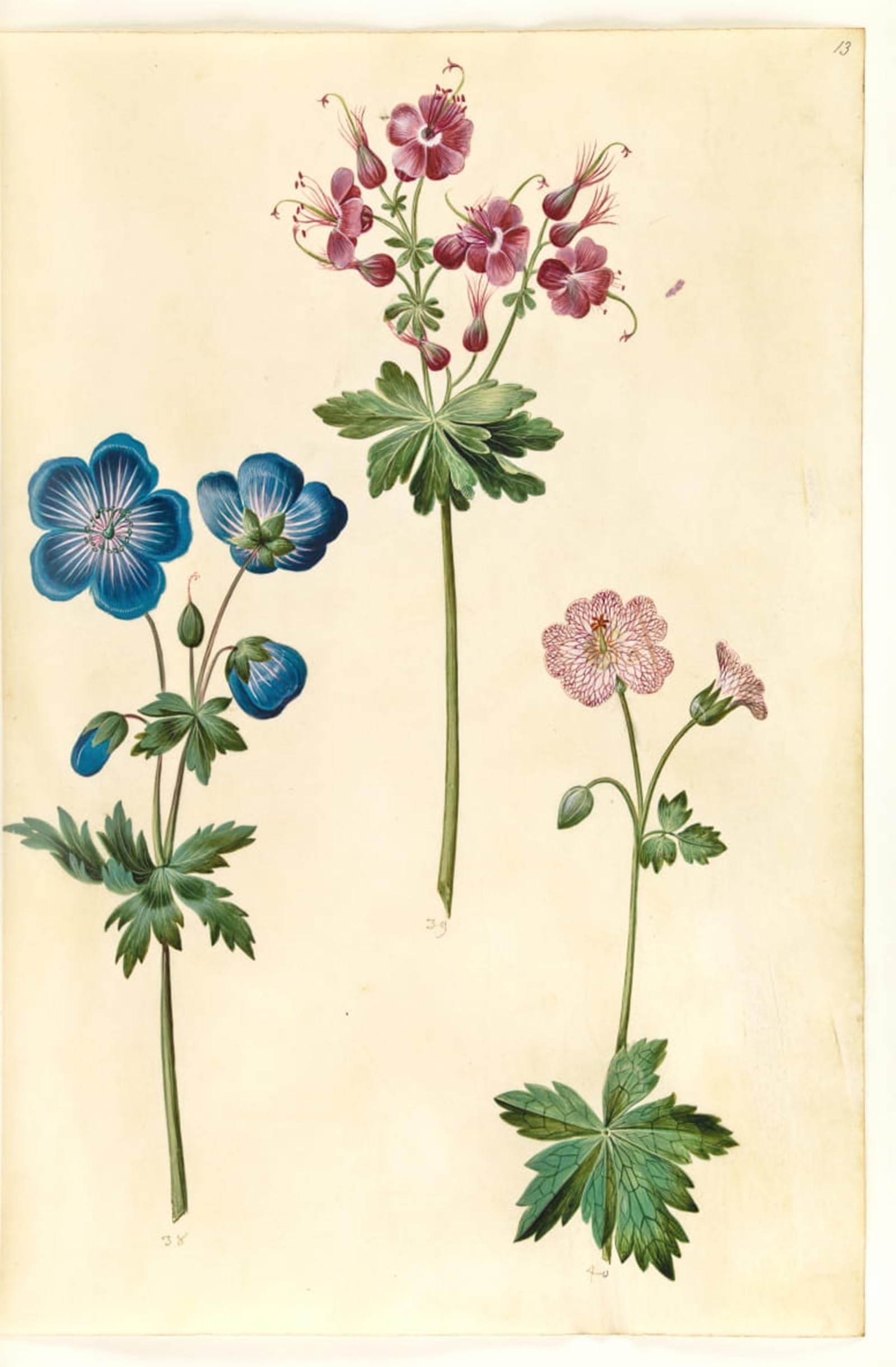 HRJUBWREE Retro Picture Art Painting Wall Poster Geranium Pratense Geranium Phaeum Geranium Versicolor by Hans Simon Holtzbecker Vintage Art Print for Home Decor 60x90cm